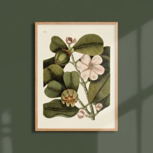 Affiche Botanique BALSAM